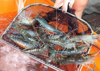 好愛吃泰國蝦！蝦公主教你3大原則挑出新鮮好蝦