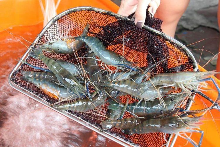 好愛吃泰國蝦！蝦公主教你3大原則挑出新鮮好蝦