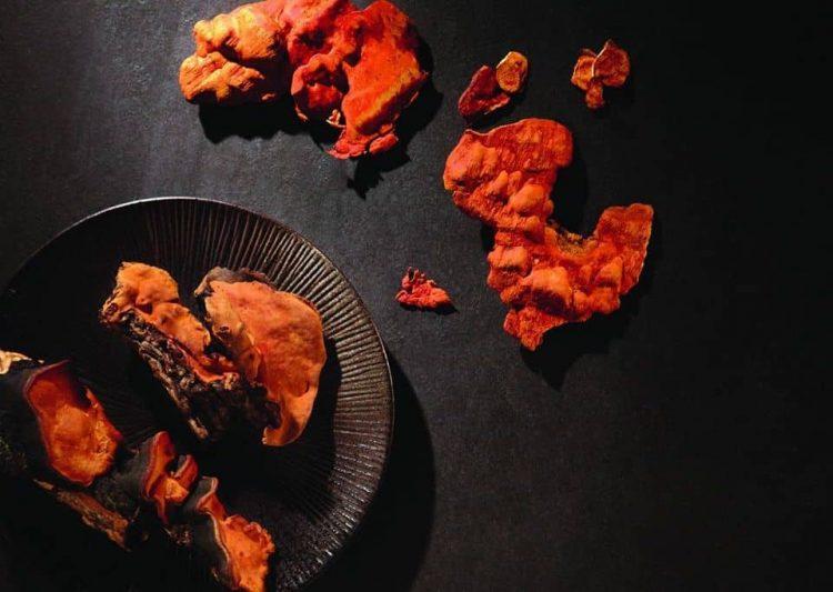 牛樟芝達人親授3秘訣　年節送禮認明「子實體」