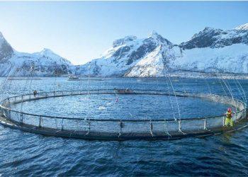 【新聞圖片】挪威水產養殖每日進行箱網巡視，確保資源不會浪費達到永續目的  來源 挪威海產推廣協會