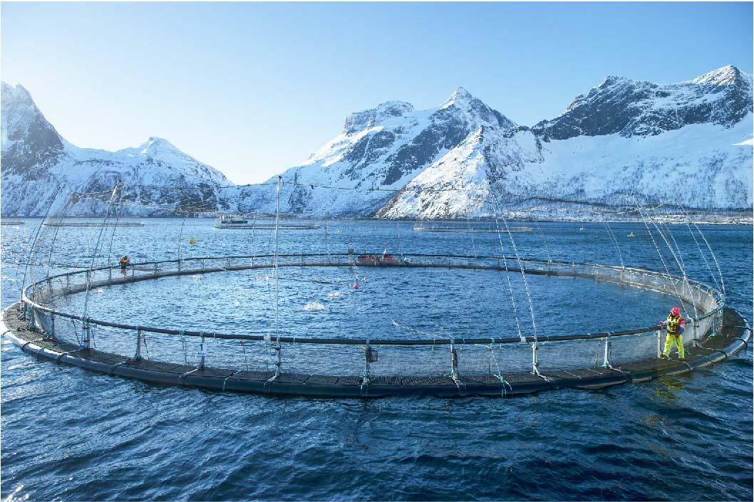 【新聞圖片】挪威水產養殖每日進行箱網巡視，確保資源不會浪費達到永續目的  來源 挪威海產推廣協會