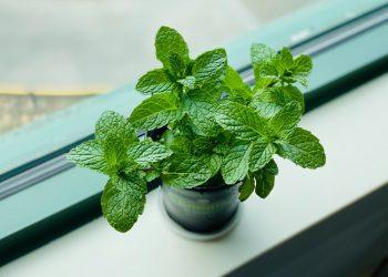 台灣人最熟悉的「薄荷」也有感人的故事