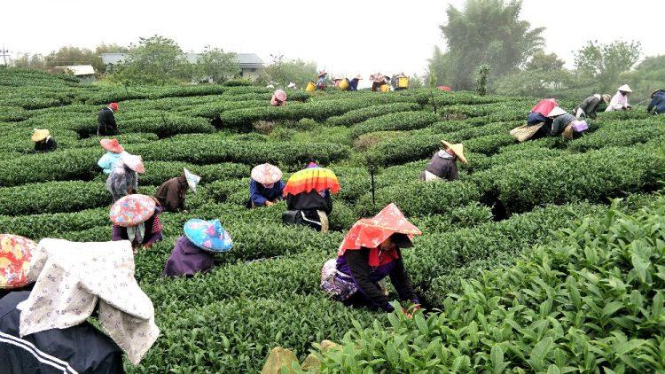 OK Tea-Taiwan Tea-Alishan Tea-High Mountain Tea-Game Tea-Champion Tea 16