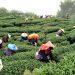 OK Tea-Taiwan Tea-Alishan Tea-High Mountain Tea-Game Tea-Champion Tea 16