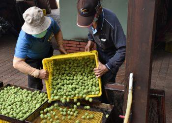 中寮古法烘製烏梅