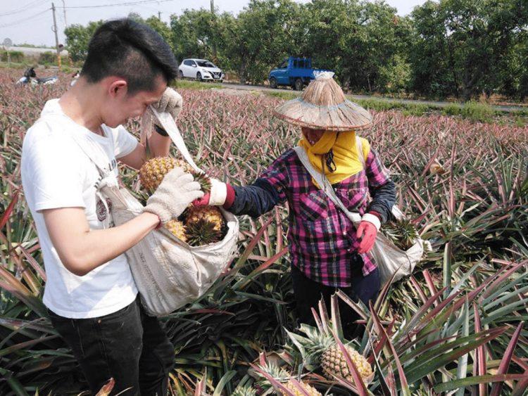 多結果子鳳梨產地