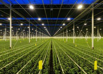 白光LED可以提供促進各種作物生長所需正確光譜配方 (Small)