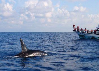 【圖一】國旅微解封，旅遊業者奧丁丁旗下旅宿訂單成長1.5倍、體驗行程詢問度提升四成（圖為花蓮賞鯨行程）