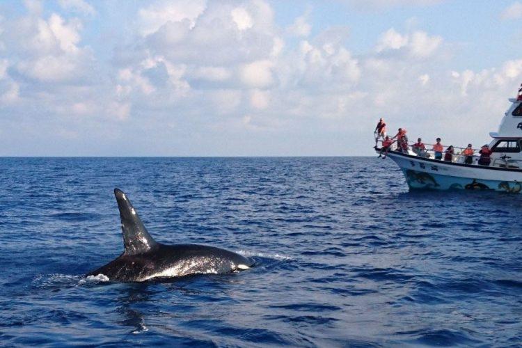 【圖一】國旅微解封，旅遊業者奧丁丁旗下旅宿訂單成長1.5倍、體驗行程詢問度提升四成（圖為花蓮賞鯨行程）