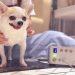 寵物華爾滋Pets Waltz