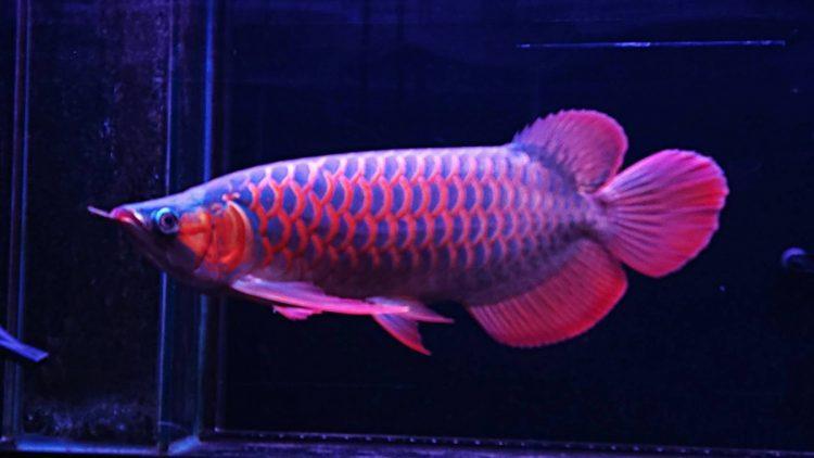 亞洲專業龍魚 新聞稿