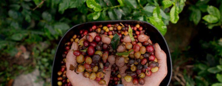 歐客佬精品咖啡