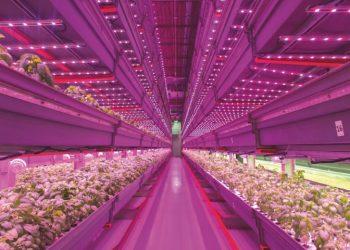 amsOSRAM_Application_Horticulture (小)