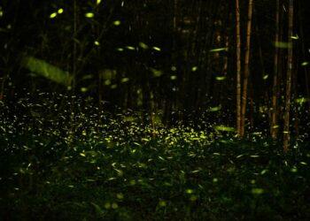 鹿谷螢火蟲秘境