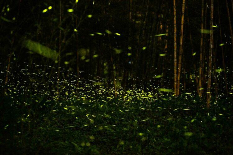 鹿谷螢火蟲秘境