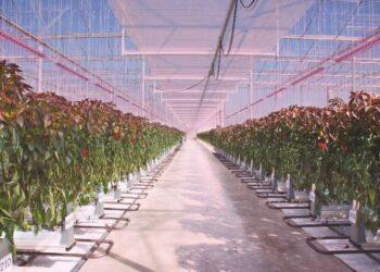 新款OSLON Optimal LED系列提供靈活的彩光和白光組合，滿足了不斷增長的植物照明應用要求 (中) (小)