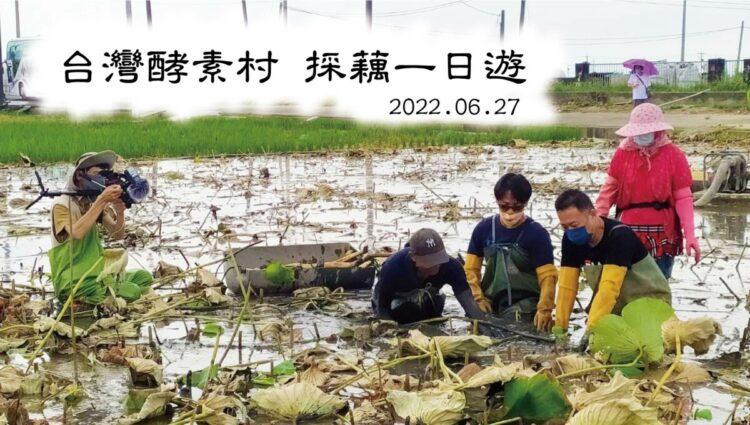 台灣酵素村-老鷹之手採藕去