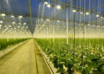 osram-dam-16466226_modern_greenhouse (小)