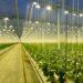 osram-dam-16466226_modern_greenhouse (小)
