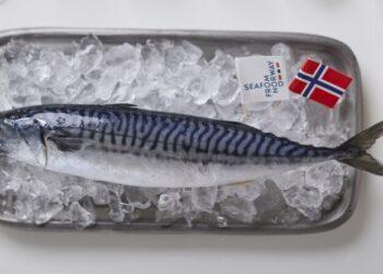 【挪威海產推廣協會新聞圖片一】挪威鯖魚的品種為大西洋鯖魚，背上的『虎斑紋』是最明顯的特徵