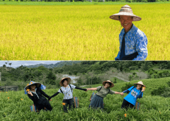 玉里稻米和金針