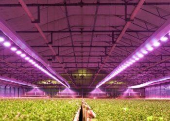 艾邁斯歐司朗光譜感測器成功應用在植物照明場景 (小)-db443bfc