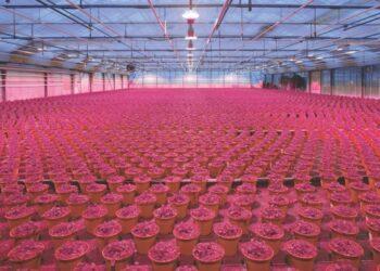 OSLON® Optimal Red LED應用圖 (小)