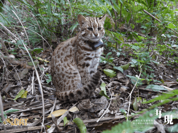 台灣石虎保育協會 (1)