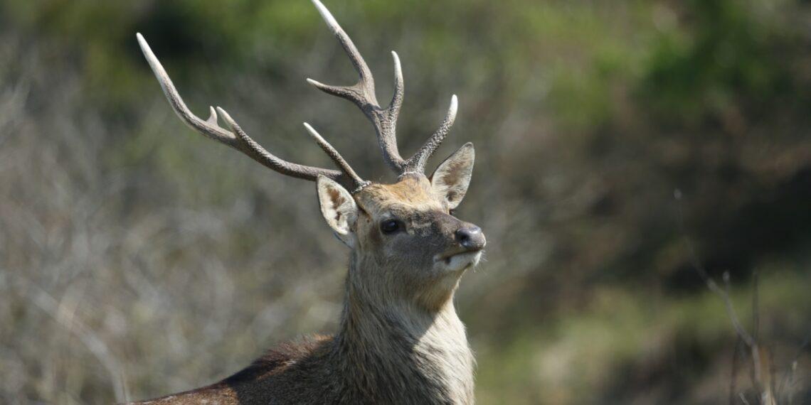 連江縣大坵島的成年公梅花鹿。威廉動物技術實業社/攝