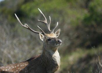 連江縣大坵島的成年公梅花鹿。威廉動物技術實業社/攝