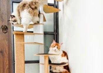 圖說：貓咪喜歡跳上跳下，飄散的毛髮會因靜電黏在牆壁上。（資料來源：臭味滾）