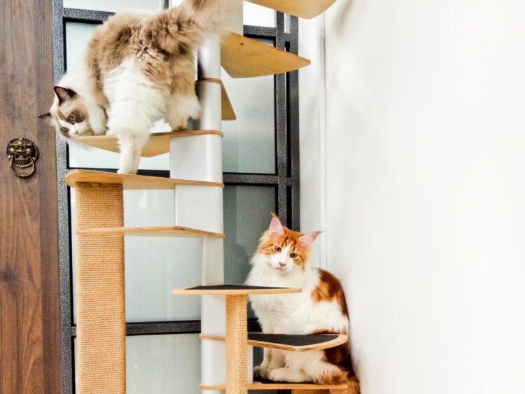 圖說：貓咪喜歡跳上跳下，飄散的毛髮會因靜電黏在牆壁上。（資料來源：臭味滾）