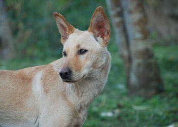 米克斯台灣之光