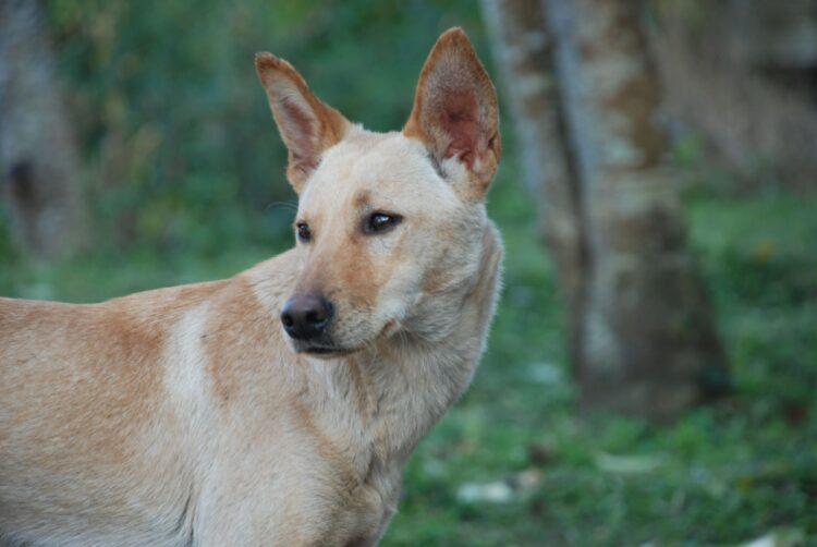 米克斯台灣之光