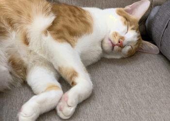 圖說：毛孩若沒有充分睡眠及良好的睡眠品質，容易衍伸健康疾病及行為問題。（資料來源：臭味滾）