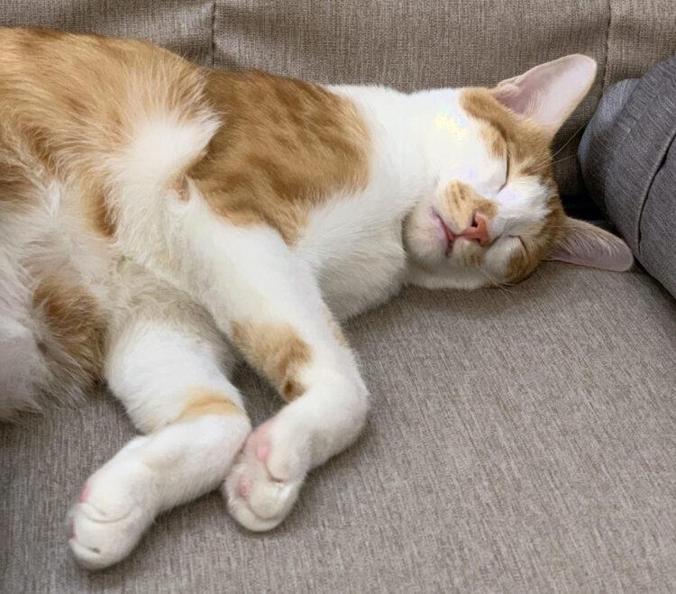 圖說：毛孩若沒有充分睡眠及良好的睡眠品質，容易衍伸健康疾病及行為問題。（資料來源：臭味滾）