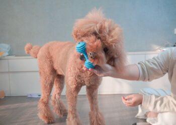 圖說：讓狗狗咬橡膠骨頭紓解，以免他們成為拆家大王！（資料來源：臭味滾）