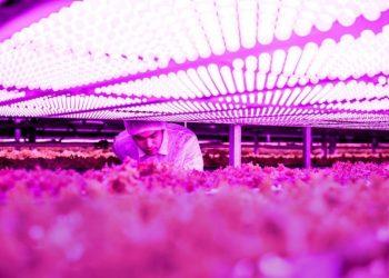 OSCONIQ P3737應用圖片