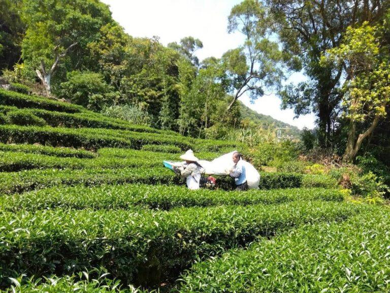 該會認養人黃先生贊助自家「益碇茶園」產製包種茶葉作為健走活動報名禮品。