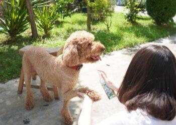 圖說：臭味滾全新推出防蚊噴霧，有效防護長達8小時，讓毛小孩在戶外也能盡情跑跳。（資料來源：臭味滾）