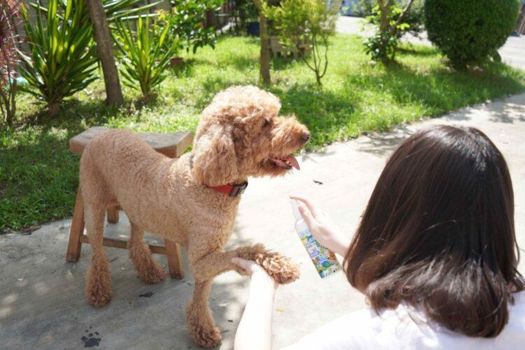 圖說:臭味滾全新推出防蚊噴霧,有效防護長達8小時,讓毛小孩在戶外也能盡情跑跳。(資料來源:臭味滾)