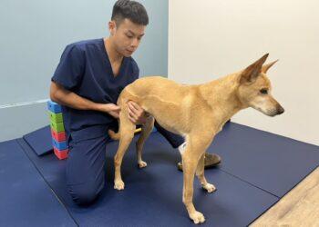 圖說04：獸醫師為寵物確認肌肉量與體態的變化，以及提供專業的體態管理及控制服務 (圖片來源：小王子動物醫院)