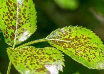 植物疫情生態威脅