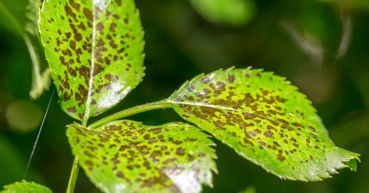 植物疫情生態威脅