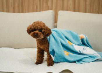 圖說：倍力寵物健康食品與台灣動物緊急救援小組（ARTT）首度合作，舉辦10月募糧活動，捐助金額滿2千元，贈送倍力品牌毛毯一條。（資料來源：倍力寵物健康食品）