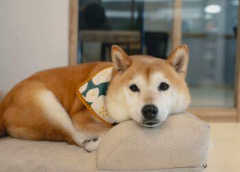 圖說：天氣溫差變化大，高齡狗貓的心臟也容易出問題，獸醫師示警，狗貓心臟疾病通常跟遺傳品種有很大關聯。（資料來源：倍力寵物健康食品）