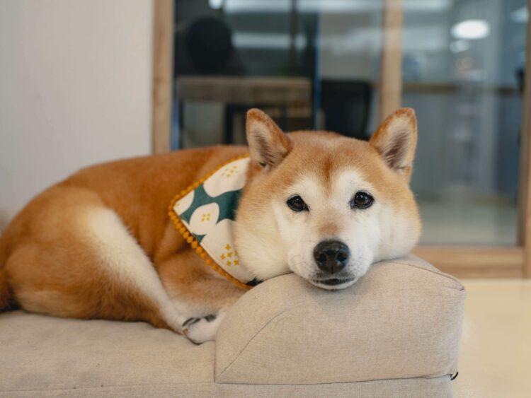 圖說：天氣溫差變化大，高齡狗貓的心臟也容易出問題，獸醫師示警，狗貓心臟疾病通常跟遺傳品種有很大關聯。（資料來源：倍力寵物健康食品）