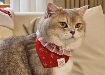 圖說：貪貪Munchee推出耶誕限定兩款組合，內含超萌寵物領巾，輕鬆幫毛小孩打造應景裝扮，毛爸媽不要猶豫趕緊下單吧！（資料來源：貪貪Munchee）