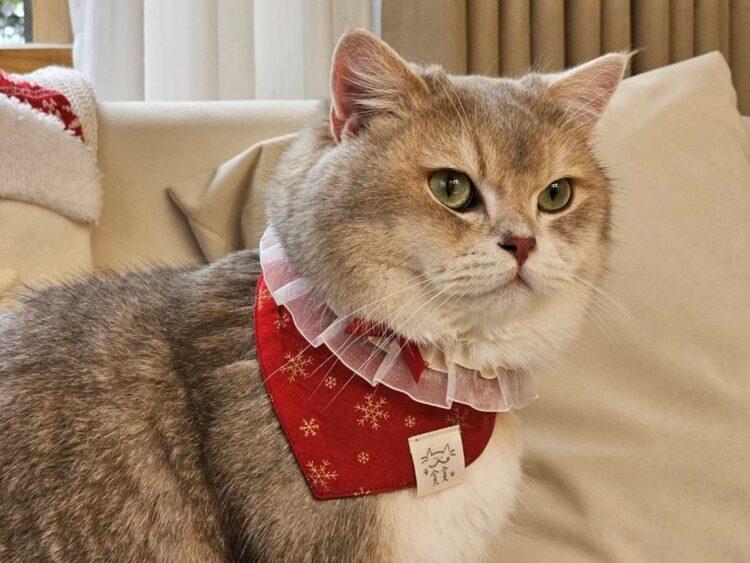 圖說:貪貪Munchee推出耶誕限定兩款組合,內含超萌寵物領巾,輕鬆幫毛小孩打造應景裝扮,毛爸媽不要猶豫趕緊下單吧!(資料來源:貪貪Munchee)