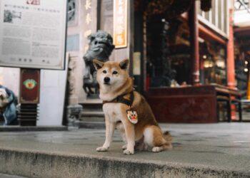 圖說：倍力寵物健康食品攜手新竹都城隍廟，首度推出虎爺加持的「毛孩平安符」，以Q版老虎頭為造型，萌度破表。（資料來源：倍力寵物健康食品）